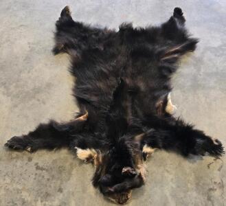 Black Bear Tanned Pelt