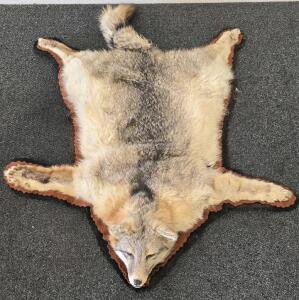 Coyote Fur Rug With Hanging Rings- 38" Nose To Tail Tip
