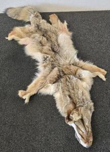 Coyote Pelt- 50" From Nose To Tail Tip