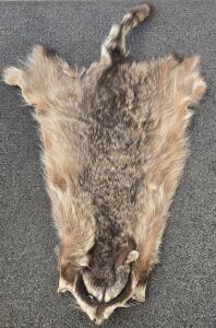 Tanned Racoon Pelt- 42" From Nose To Tail Tip