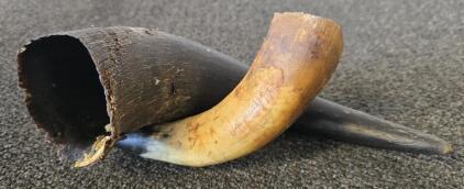 (2) Hollowed Cow Horns