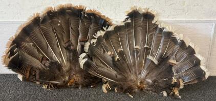 (2) Turkey Tails
