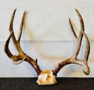 Deer Antlers Tagged 1985