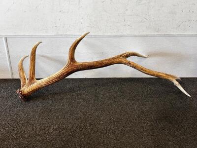 Elk 6-Point Antler (46.5")