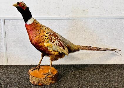 Taxidermy: Common Pheasant Mounted On Piece Of Wood