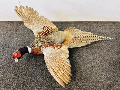 Taxidermy: Common Pheasant