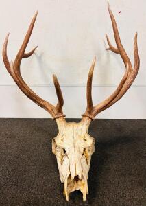Large Elk Skull With Antlers