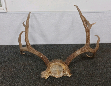 4x6 Deer Antler Rack