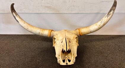 43" Span Longhorn Skull With Horns