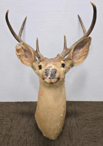 Mount Mule Deer with some signs of wear. (INSPECT PHOTOS)