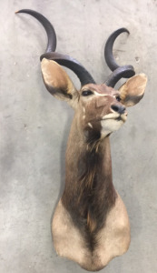 Kudu Shoulder Mount