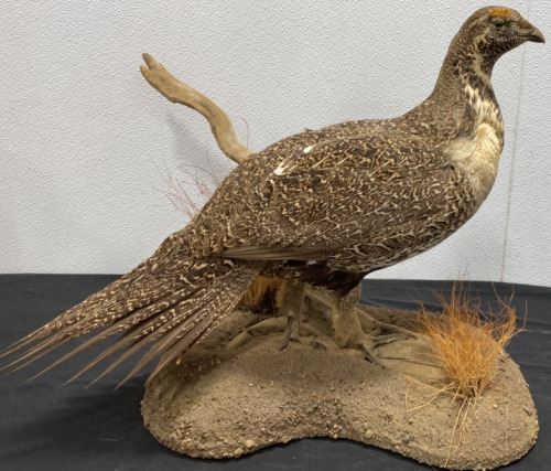 Taxidermied Sage Grouse