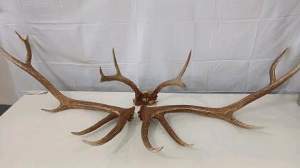 (1) Elk Sheds (1) Small Deer Horns