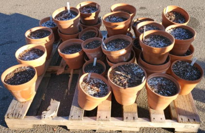Pallet Of Assorted Clay Pots