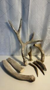 (6) Deer Antler Pieces & (2) Bone Pieces