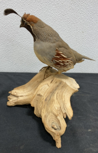 Taxidermied Quail