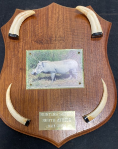 Warthog Tusks On Plaque