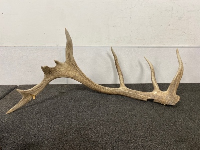 40&rdquo; Antler- Please Inspect