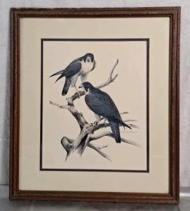 (1) 1970s Roger Tory Peterson - Bird Watcher Hawk Portrait Lithograph Print Framed Art
