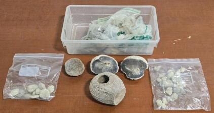 Lot of Assorted Sea Shells, Fossils & Geode Rocks