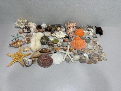 Sea shells