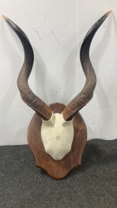 Kudu Trophy Mount