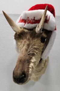 (1) American Pronghorn Antelope Shoulder Taxidermy Mount