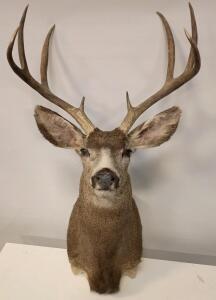 Black-Tailed Deer Taxidermy Shoulder Mount.