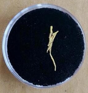 (1) Individual Gold Sample