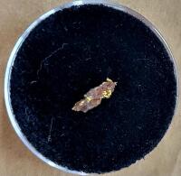 (1) Individual Gold Sample