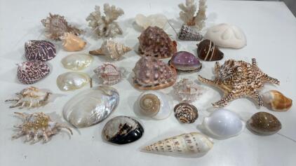 Super Beautiful Assortment Of 20+ Collectable Sea Shells , Coral & Abalone Shells