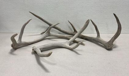 (3) Antlers