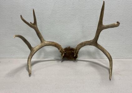 Antlers 23x17