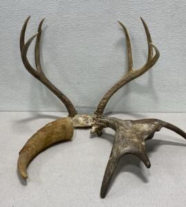 Antlers (3) Moose - Elk (12-15&rdquo;)