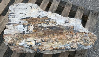 Large Petrified Wood Piece Length=29" Width=16" Height=11"