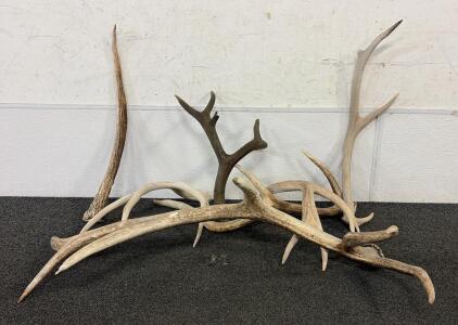 Assorted Deer or Elk Antlers, 7 Pieces, Various Lengths and Colors