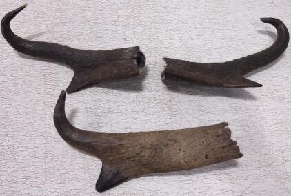 (3) Pronghorn Antelope Horns.
