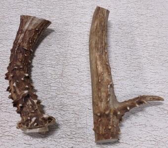 (2) Roe Deer Antlers. Perfect For Knife Handles.