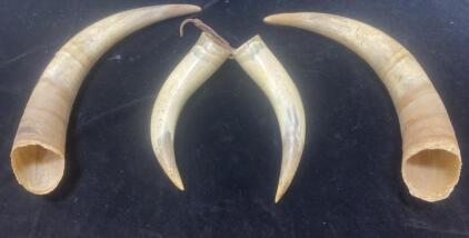 (2) Antlers 13&rdquo; Long / (2) Antlers 9&rdquo; Long