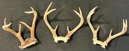 (3) Sets Of 3x3 White Tail Deer Antlers