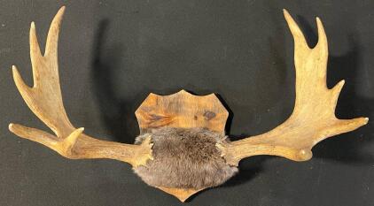 Mounted Moose Antler Rack, 29" End To End With Nice Open Palm Spread