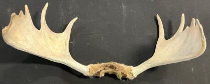 Moose Antler Rack With Skull Cap, 28" End To End With Nice Open Palm Spread
