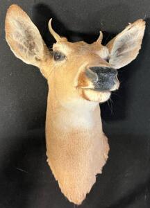 1x1 Point Taxidermy White Tail Deer Shoulder Mount