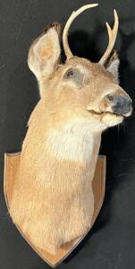 2x2 Point Taxidermy White Tail Deer Shoulder Mount W/ Wooden Plaque