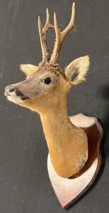 3x3 Point Taxidermy European Roe Deer Shoulder Mount On Wooden Plaque
