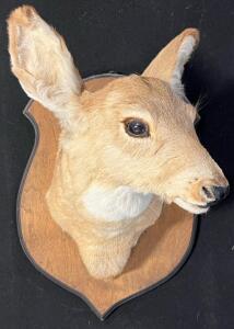 Taxidermy White Tail Doe Shoulder Mount On Wooden Plaque