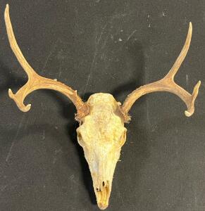 3x3 Point Deer Antler Skull Mount