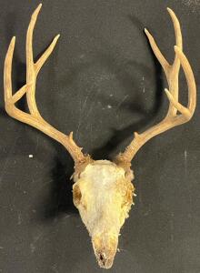 4x4 Point Deer Antler Skull Mount