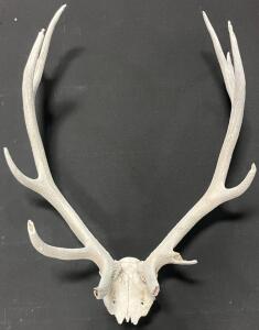 Large 6x5 Point Elk Antler Skull Mount