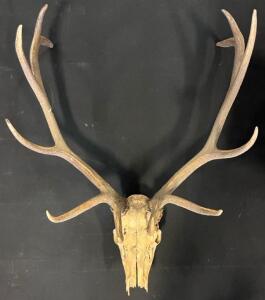 Large 6x6 Point Elk Antler Skull Mount